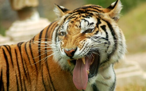 Tigers_10557.jpg