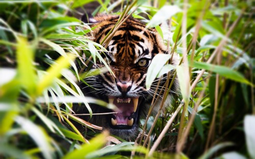 Tigers_10645.jpg
