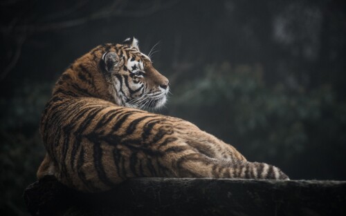 Tigers_10075.jpg