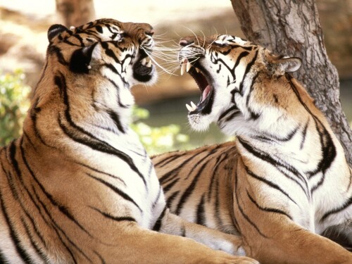 Tigers_10091.jpg
