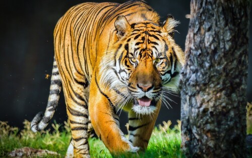 Tigers_10144.jpg