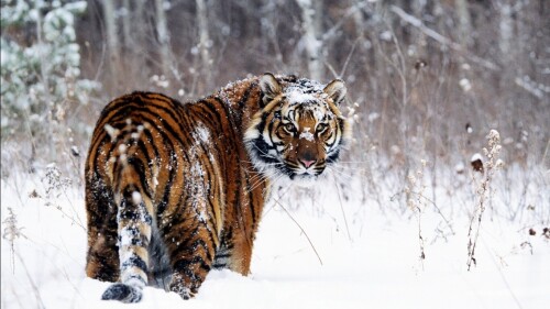 Tigers 10157