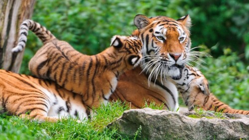Tigers 10258