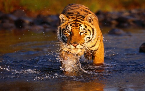 Tigers_10261.jpg