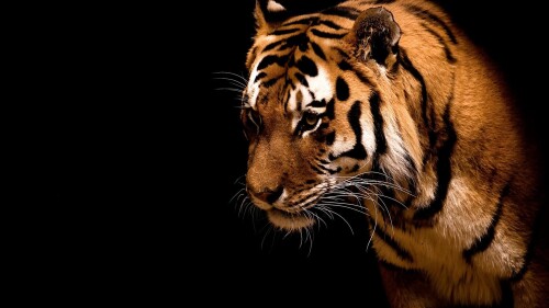 Tigers_10265.jpg