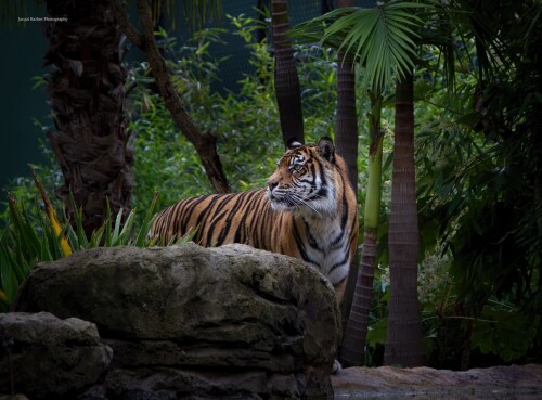 Tigers 10276