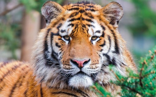Tigers_10349.jpg