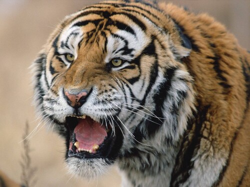 Tigers_10441.jpg