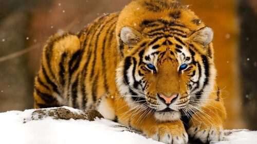 Tigers_10460.jpg
