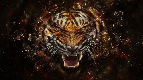 Tigers_10506.jpg