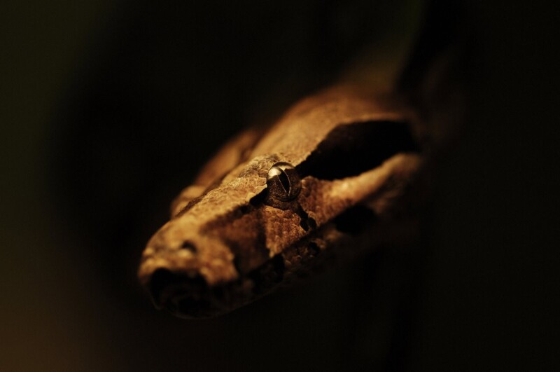 snakes_10310.jpg