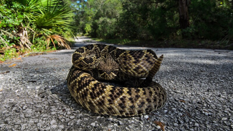 snakes_10311.jpg