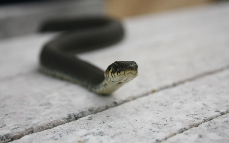 snakes_10318.jpg