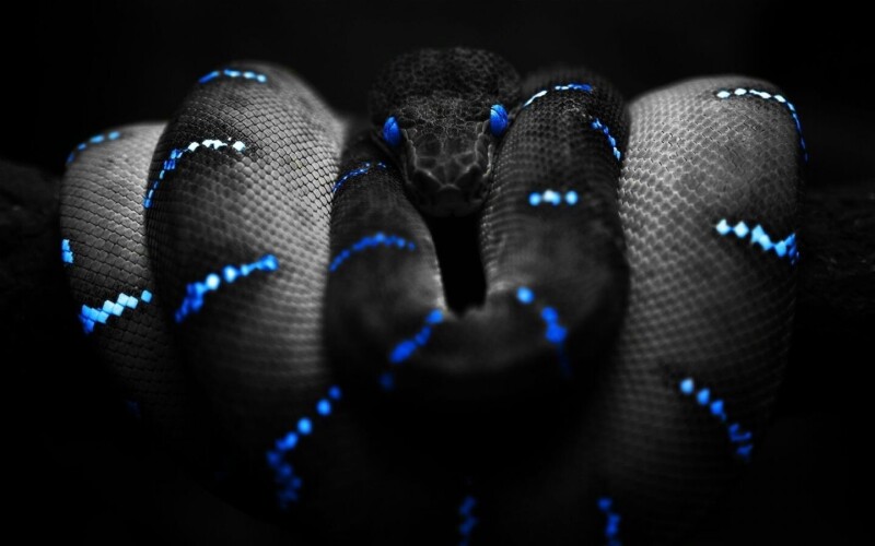 snakes_10322.jpg