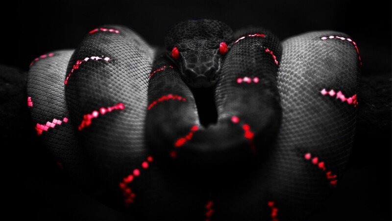 snakes_10317.jpg