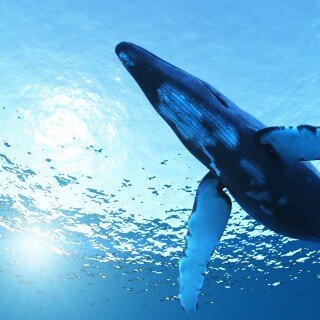 Ocean1_1204