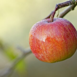 Fruits_0248