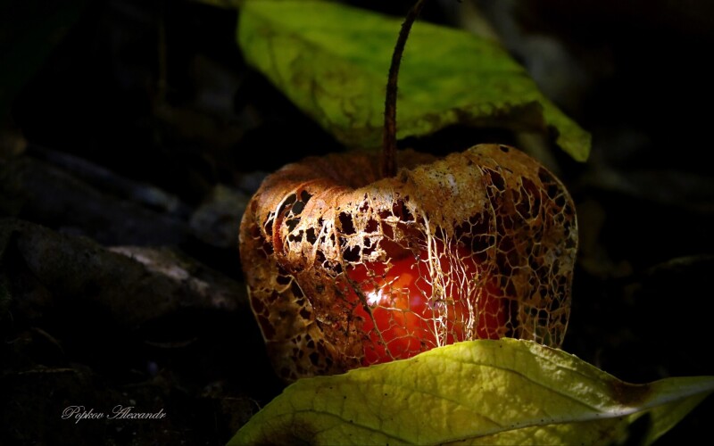Fruits_0303.jpg