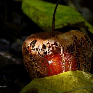 Fruits_0303