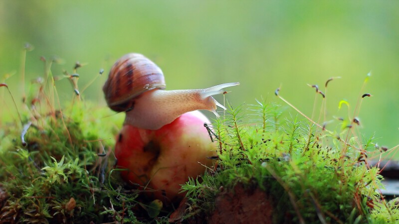 Fruits_0319.jpg