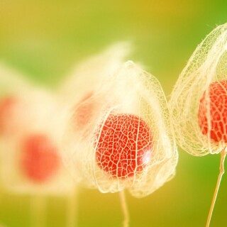 Fruits_0395