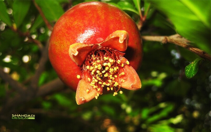 Fruits_0446.jpg