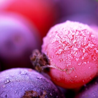 Fruits_0501