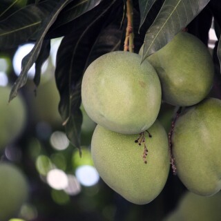 Fruits_0579