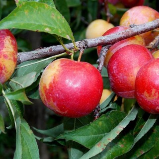 Fruits_0705