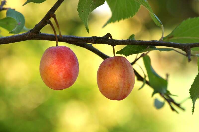Fruits_0706.jpg