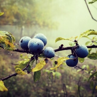 Fruits_0812