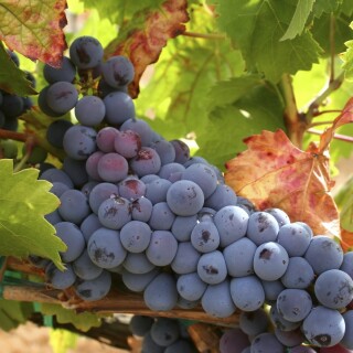 Fruits_0940