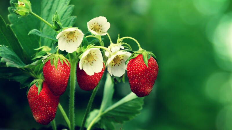 Fruits_0941.jpg