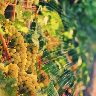Fruits_0982
