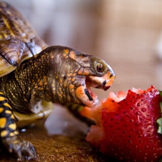 Fruits_0988