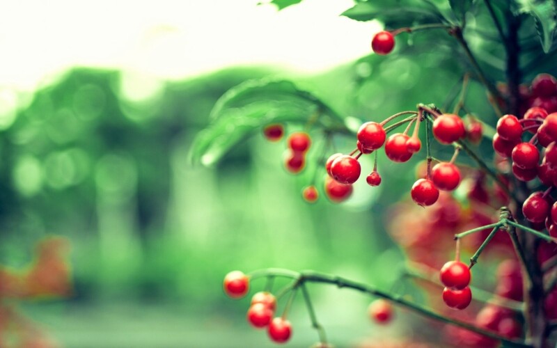 Fruits_1012.jpg