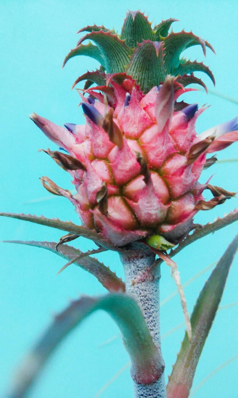 Fruits_1032.jpg