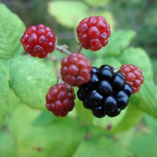 Fruits_1046