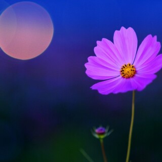 Flower_0002
