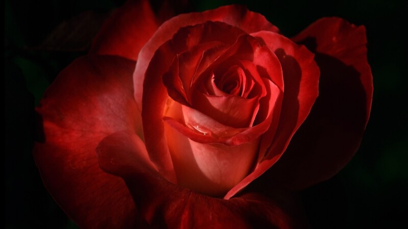 Flower_0064.jpg