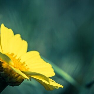 Flower_0106