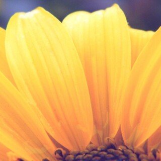 Flower_0608