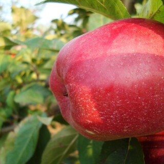 Fruits_0315