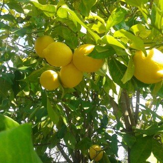 Fruits_0328