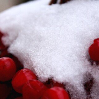 Fruits_0362