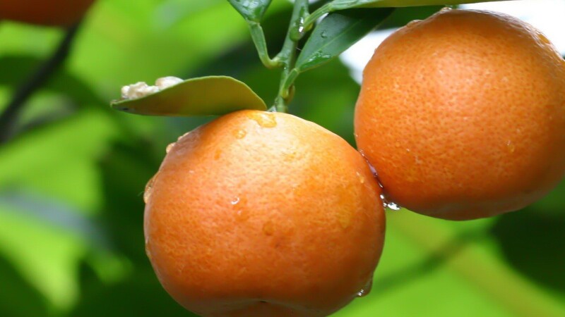 Fruits 0373