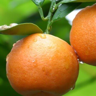 Fruits_0373