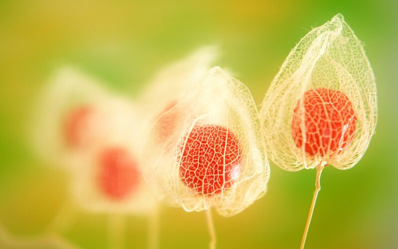 Fruits 0395