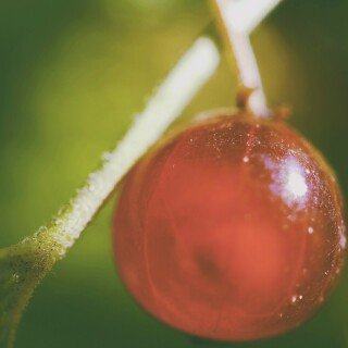 Fruits_0469