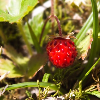 Fruits_0495